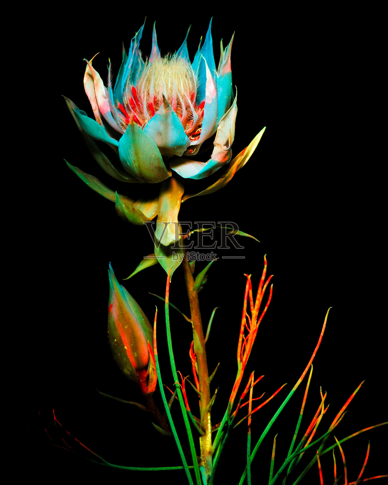 紫外线摄影照片摄影图片