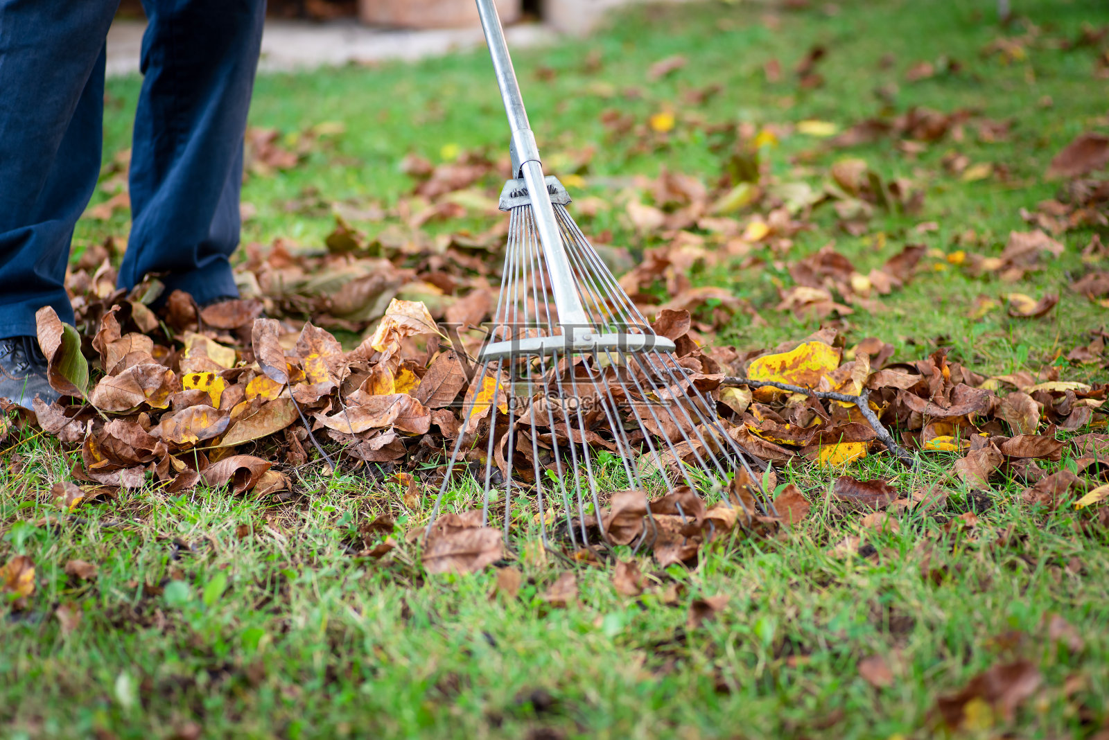 一名男子在后院用耙子收集秋叶照片摄影图片