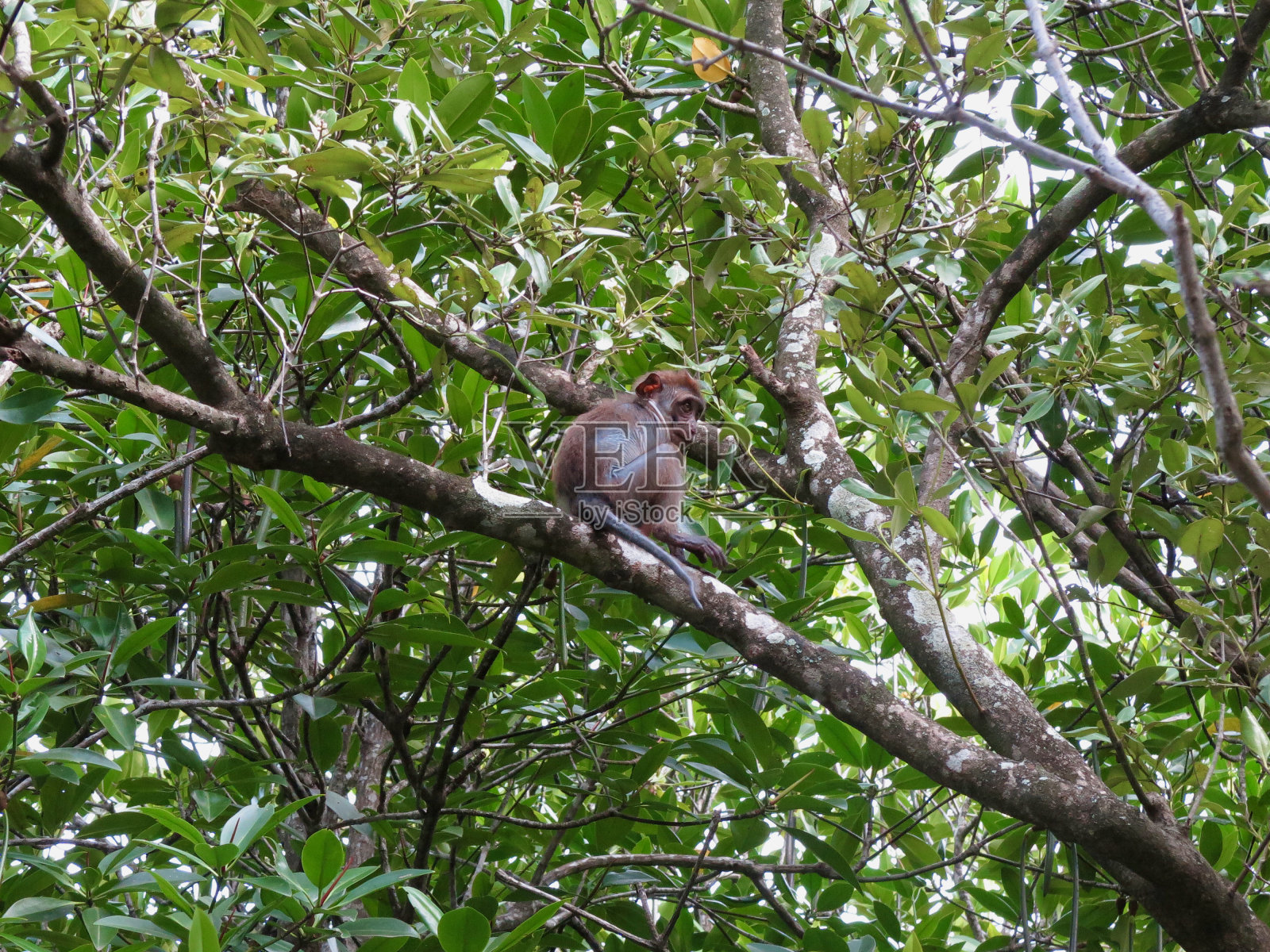 猴子在树上。照片摄影图片