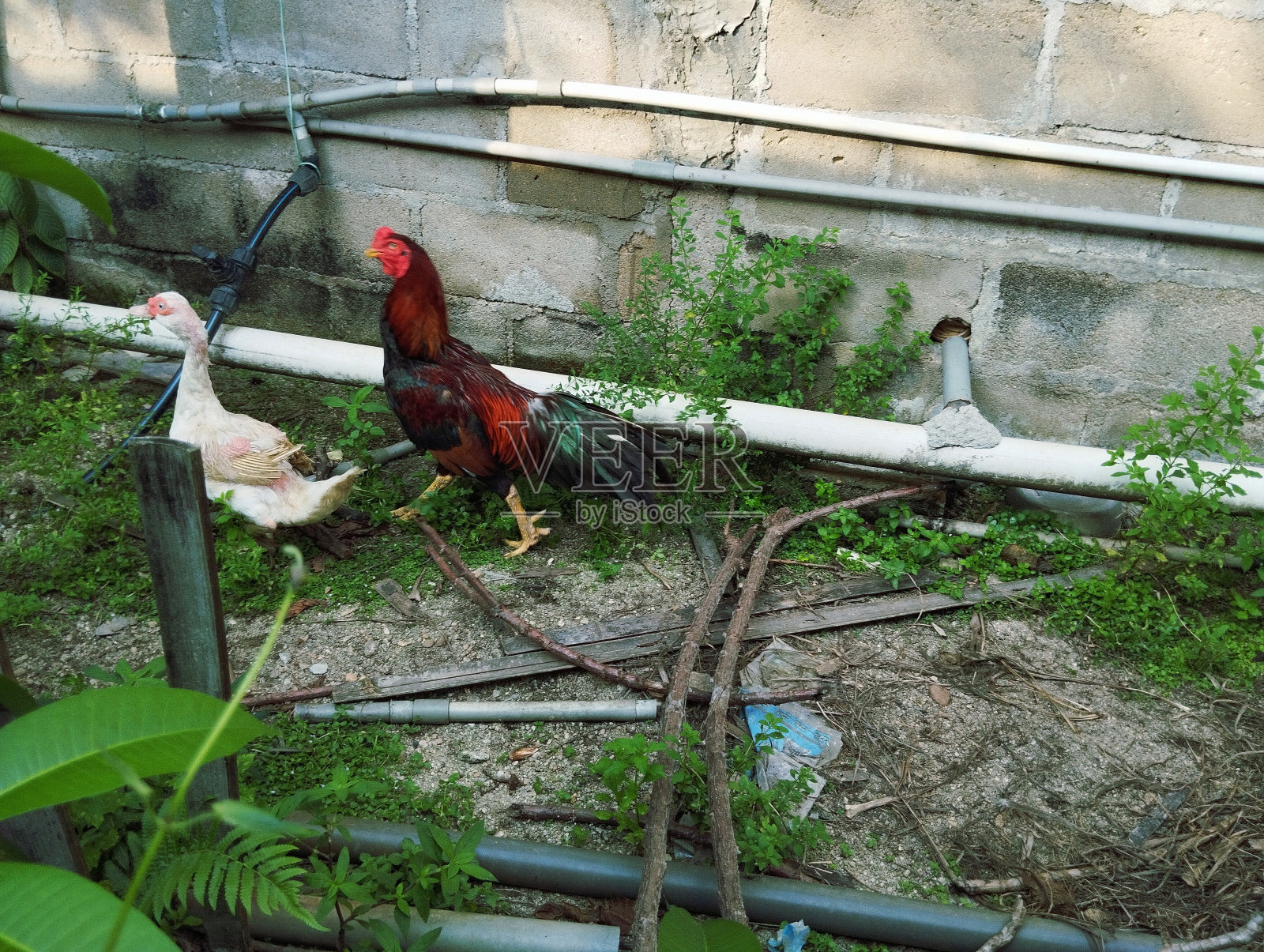 鸡和鸭一起走照片摄影图片