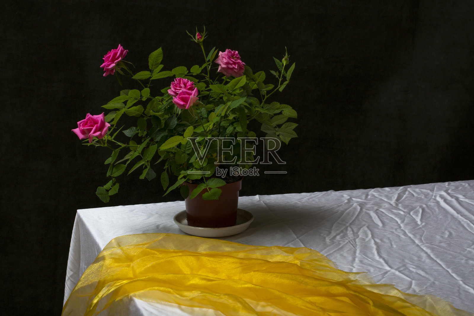 静物画，桌上放着一盆室内玫瑰照片摄影图片