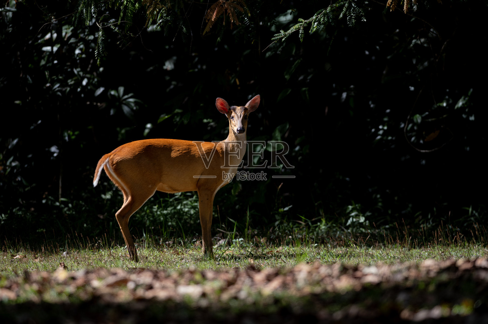 印度麂，森林中常见的吠鹿照片摄影图片