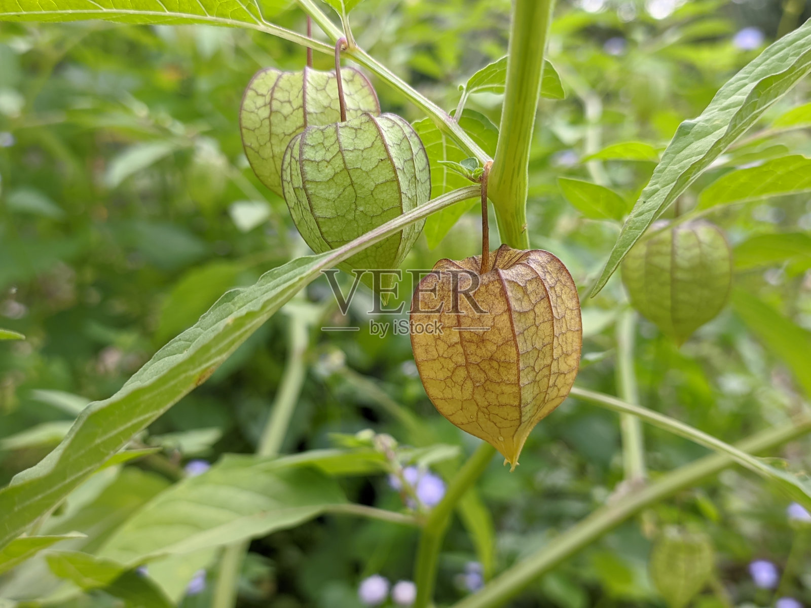 成熟的杏子是黄色的照片摄影图片