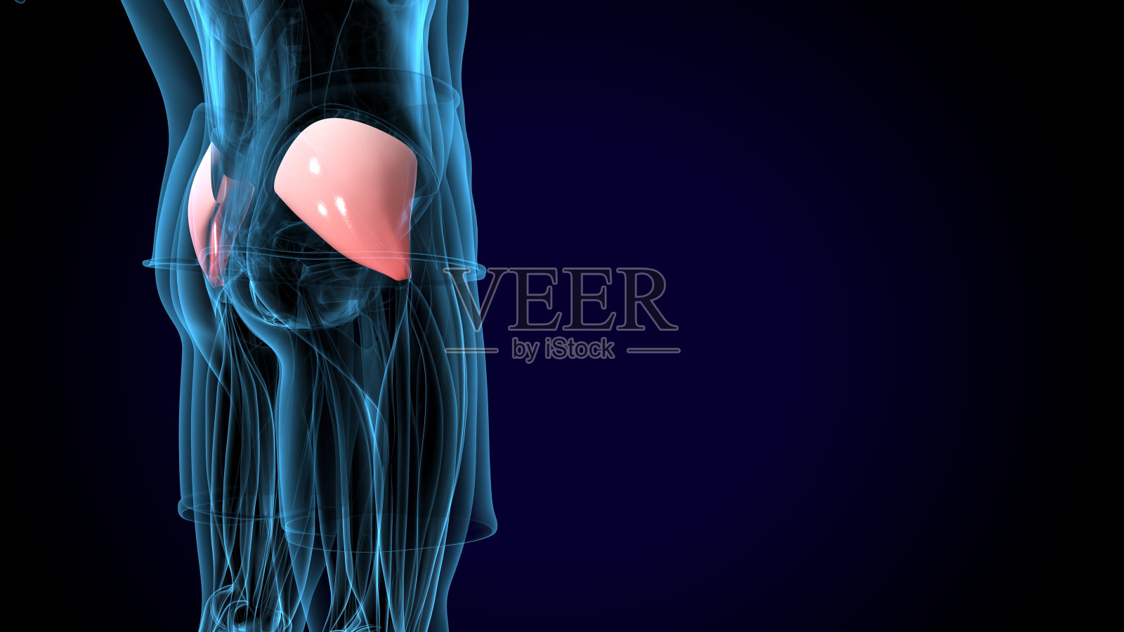 人体肌肉解剖。三维渲染照片摄影图片