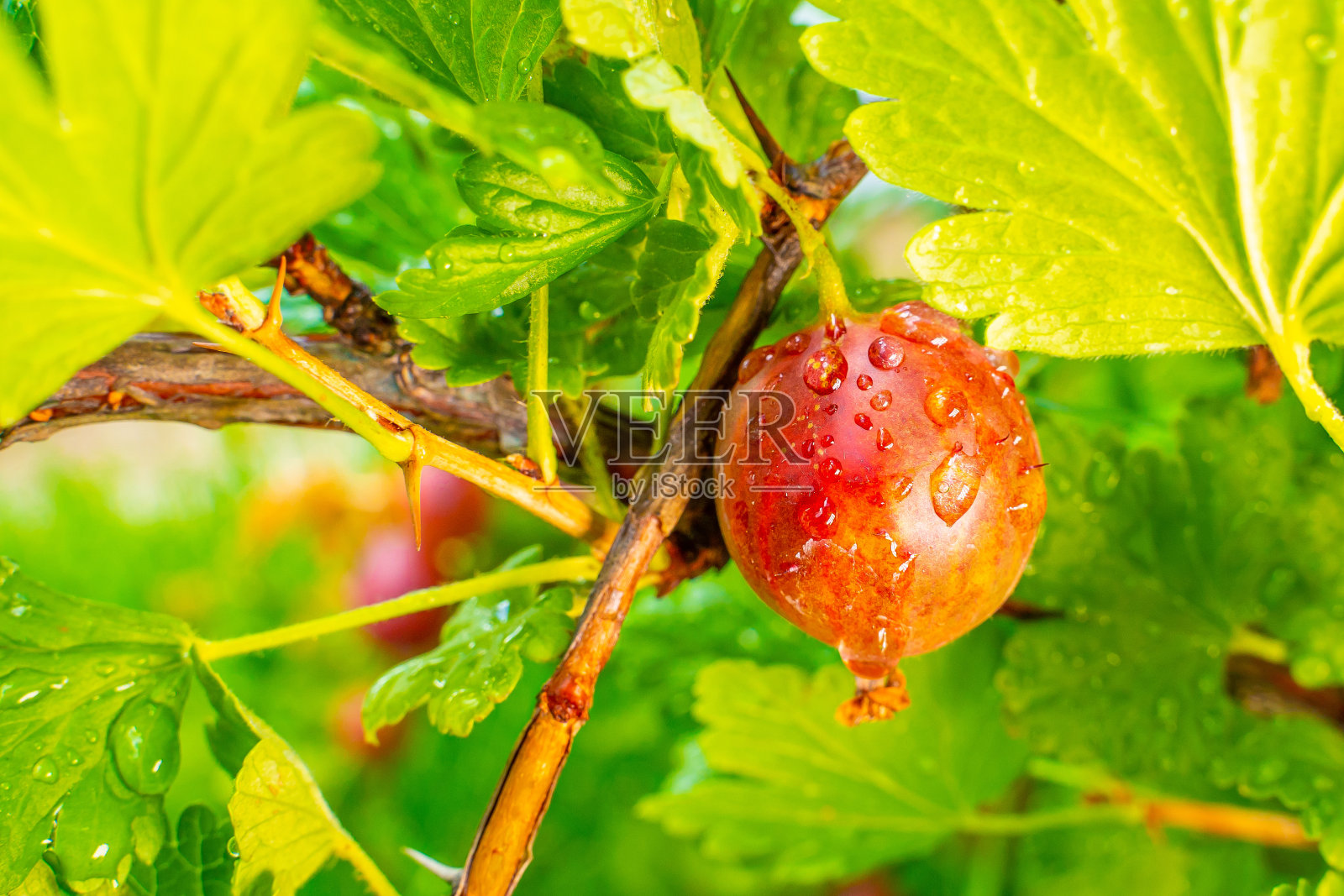 雨后雨滴中成熟的红醋栗特写照片摄影图片