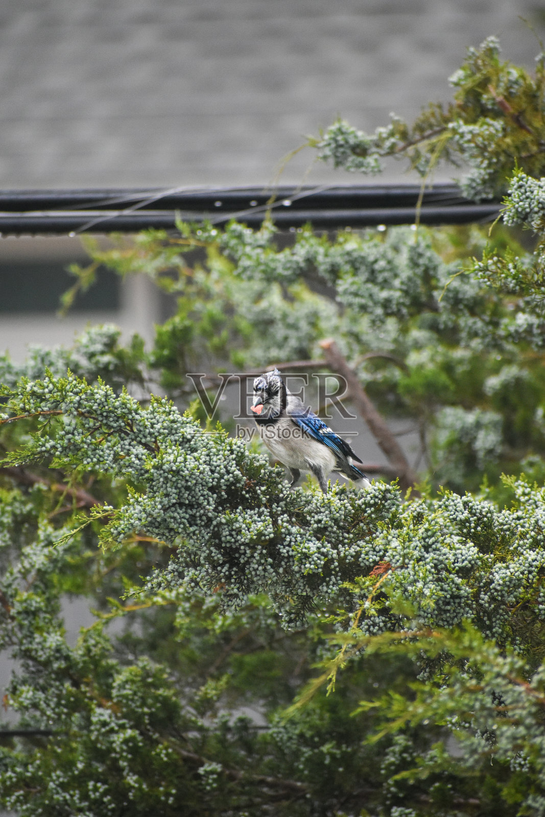 在特拉华州的布罗德基尔海滩，冠蓝鸦坐在树上吃东西照片摄影图片