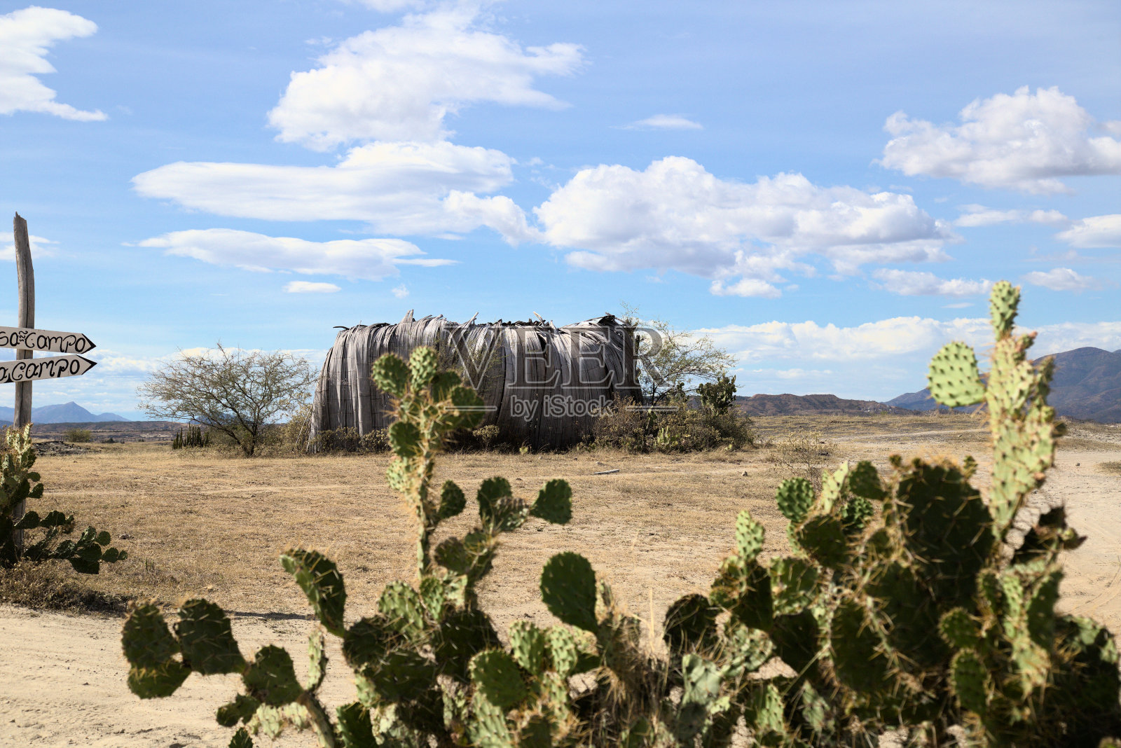 哥伦比亚塔塔科阿沙漠的仙人掌照片摄影图片