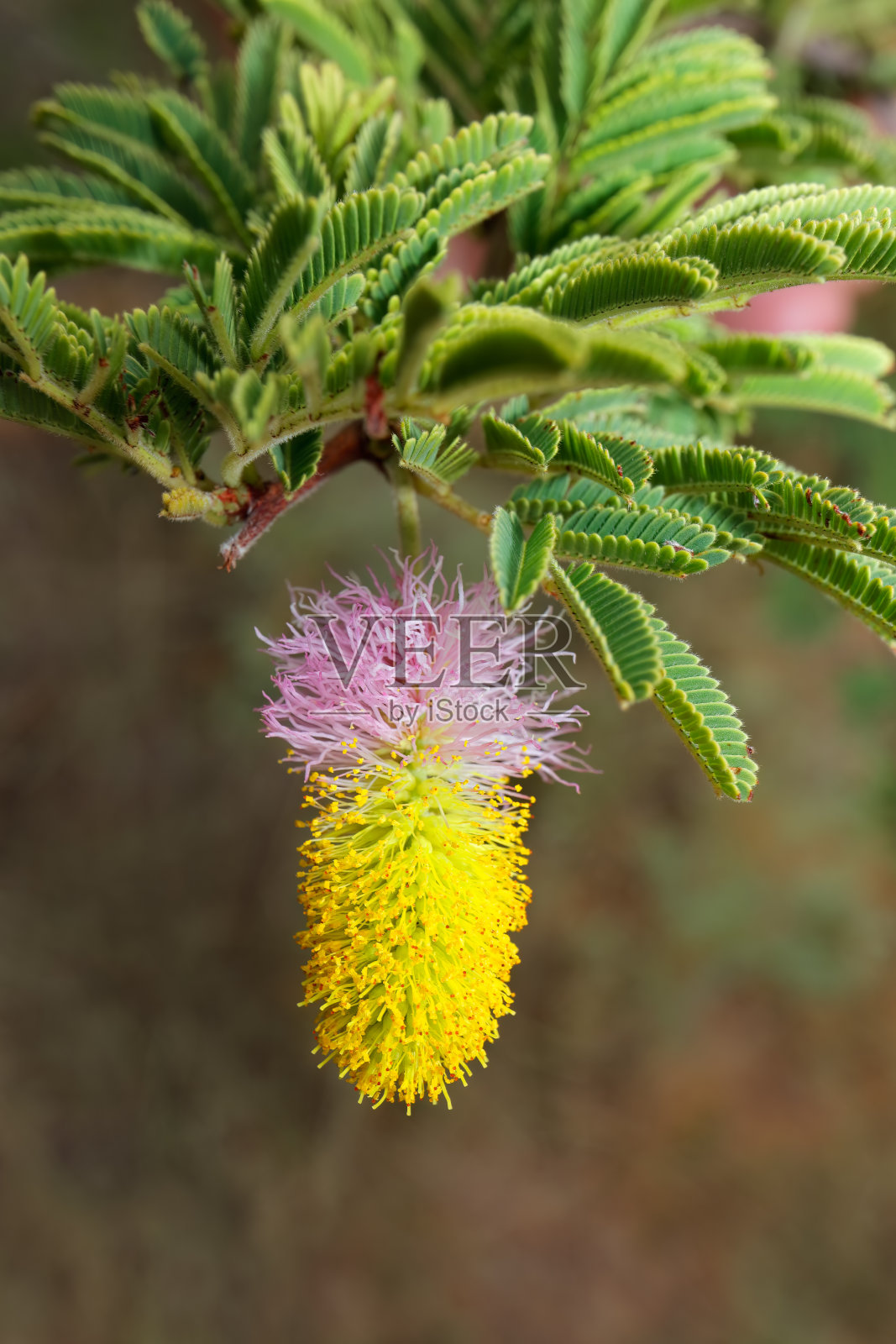非洲南部一种镰刀灌木的彩色花朵照片摄影图片