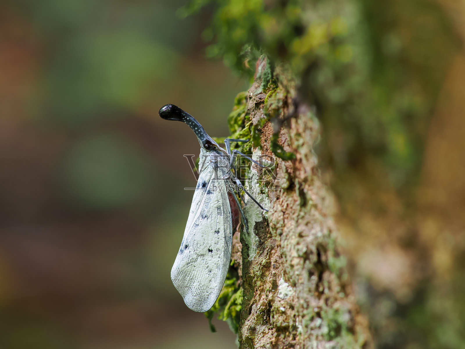大自然，森林里的灯笼照片摄影图片