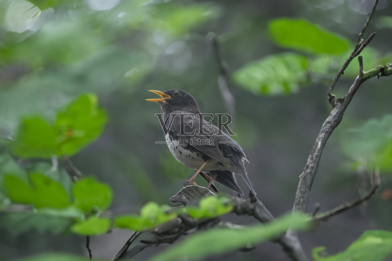 森林里树枝上的日本画眉。照片摄影图片