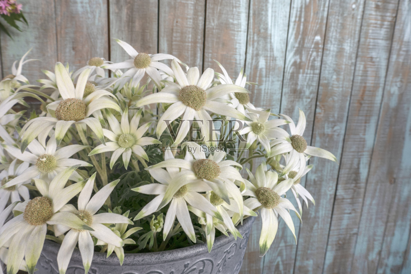 用法兰绒花的园艺。法兰绒花，放线草。照片摄影图片