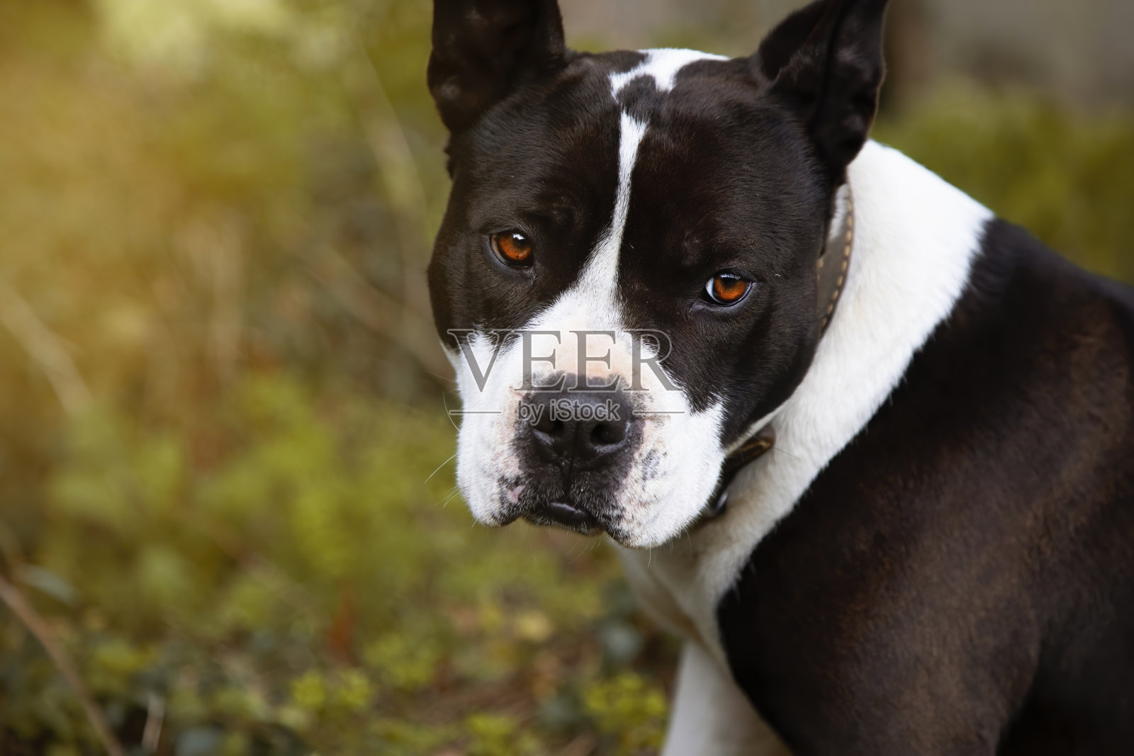 特写肖像年轻的黑人和白人女性比特犬盯着相机的空间复制。绿色背景特写年轻的黑白女性斗牛犬盯着相机的空间拷贝肖像。绿色背景照片摄影图片