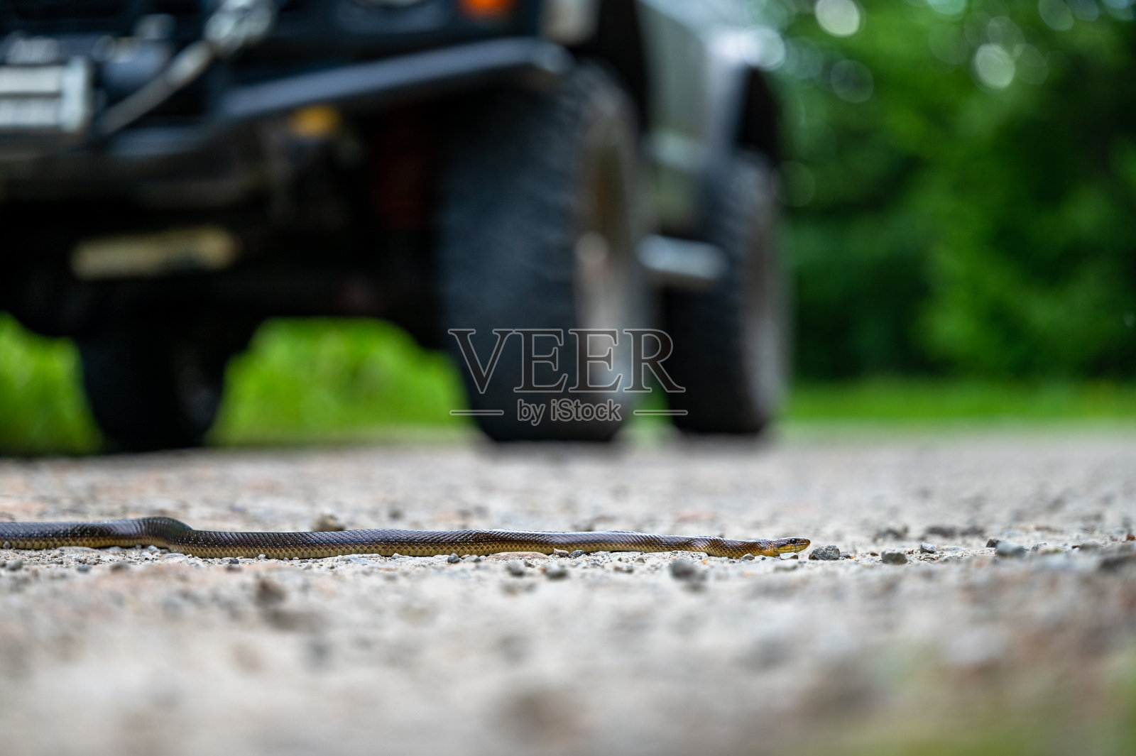 波兰喀尔巴阡山脉，别什扎德，路上的Aesculapian蛇。照片摄影图片