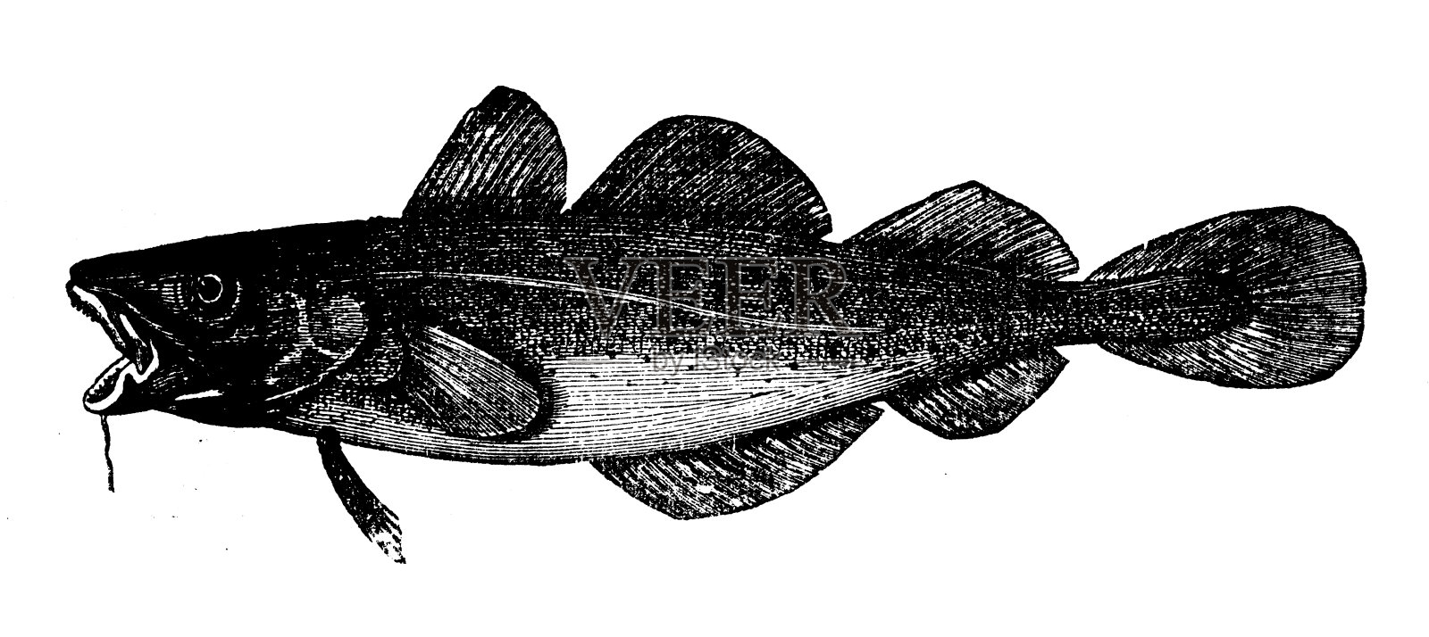 古董插图:鳕鱼插画图片素材