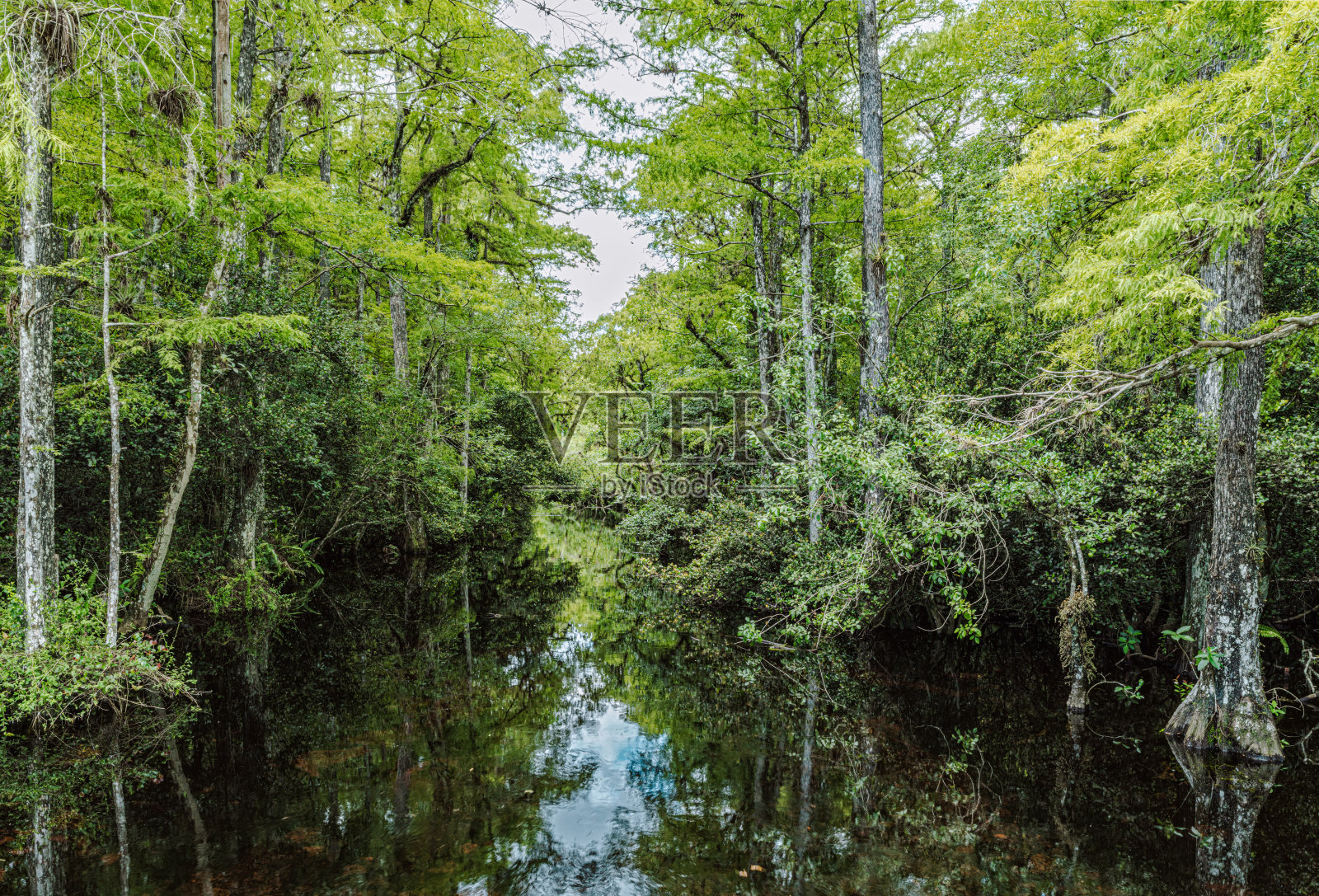 大沼泽地国家公园照片摄影图片