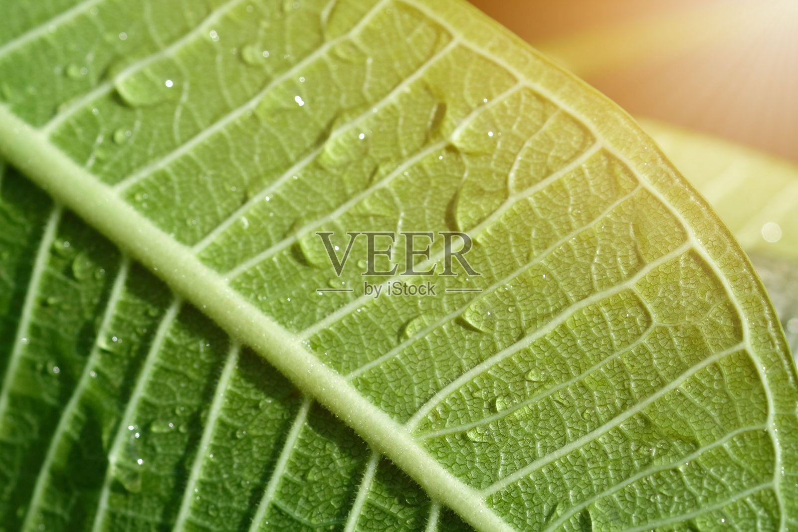 雨滴落在凤仙花的叶子上。照片摄影图片