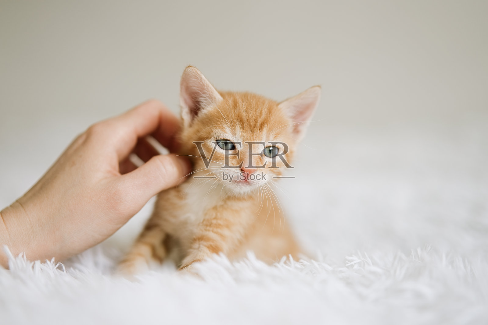 小猫喜欢被女人的手抚摸照片摄影图片