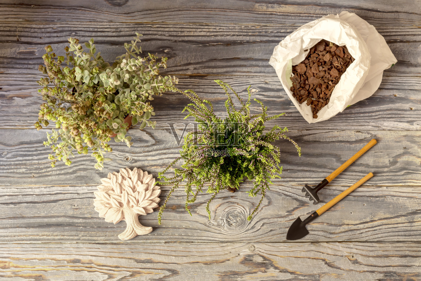 两个有用的植物（帚石楠)和(白鲜状牛至)。照片摄影图片
