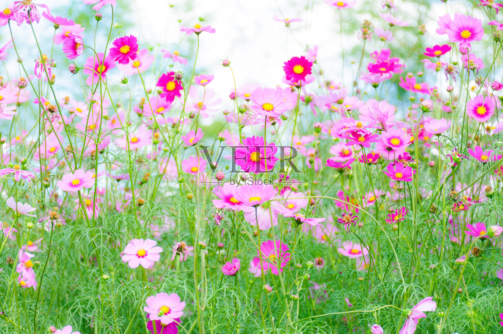 美丽的紫色宇宙花。照片部分聚焦在中心。照片摄影图片