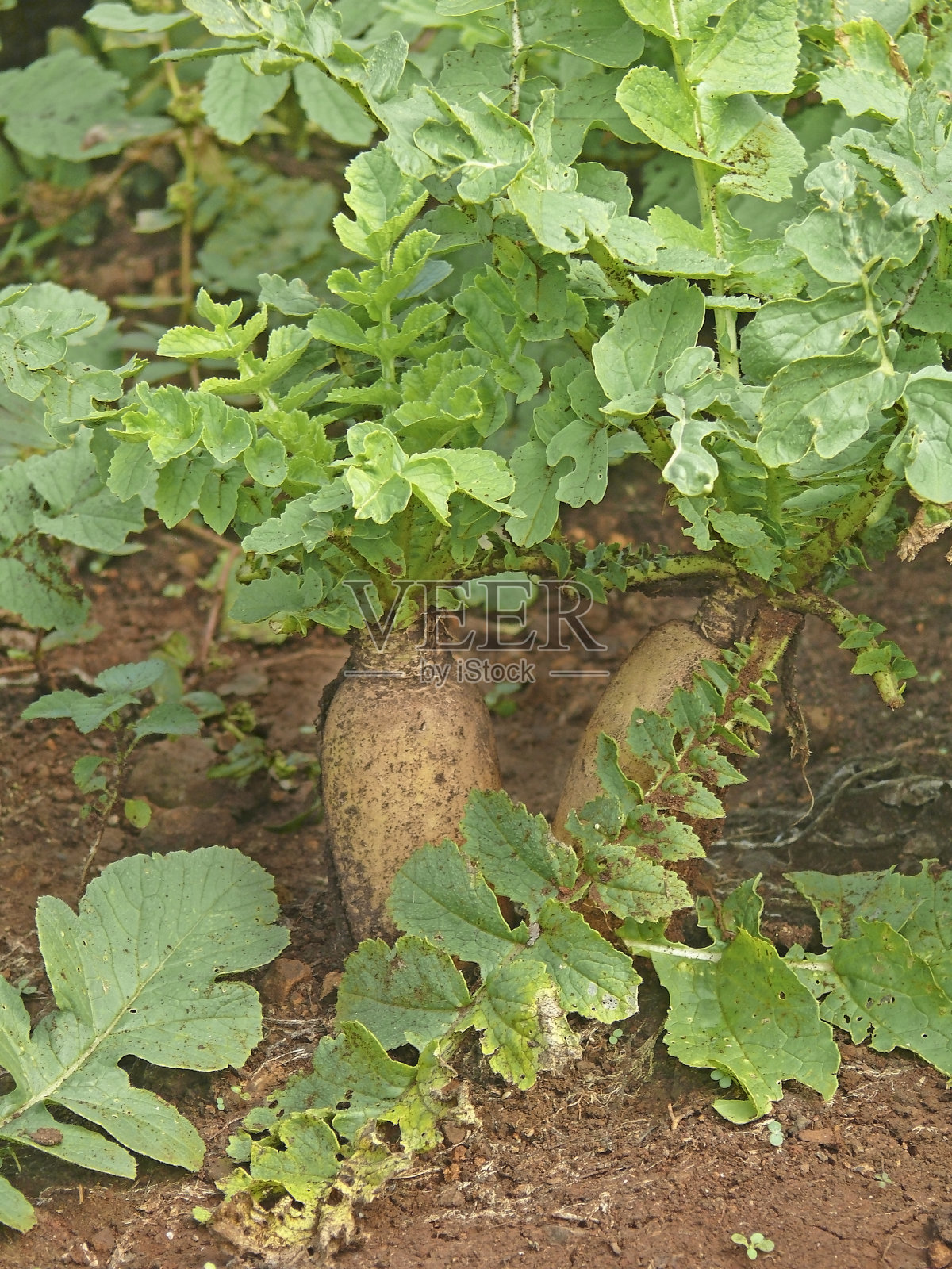 白色的萝卜照片摄影图片