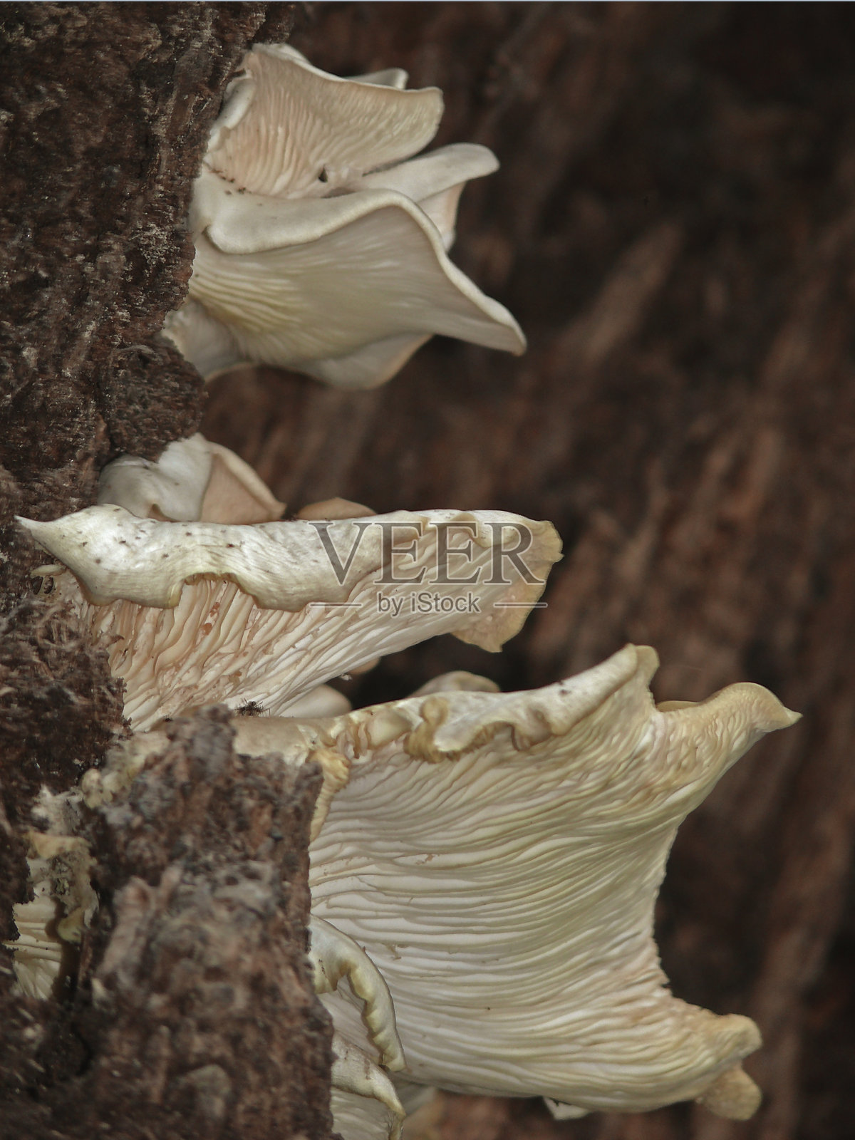 真菌照片摄影图片