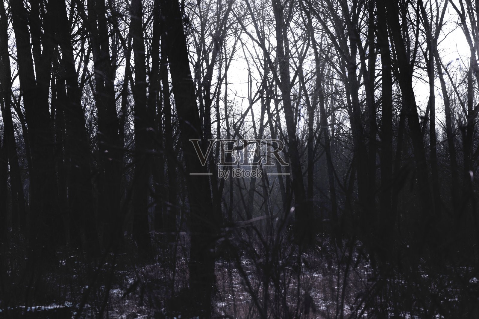 黑暗的冬季森林，黑色和白色，黑色金属森林照片摄影图片