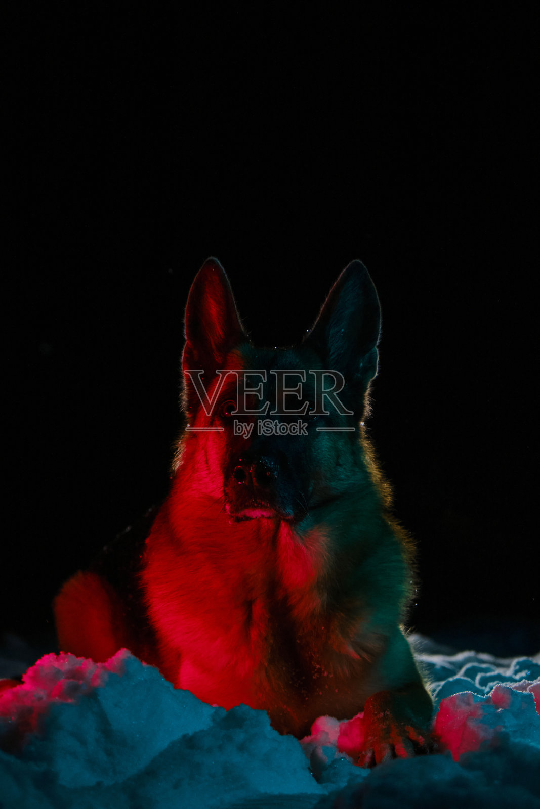 一只德国牧羊犬在冬天晚上躺在雪地上，在下雪时摆姿势。漂亮的纯种狗在外面。全身肖像，正面。一只穿着霓虹蓝和红色衣服的狗。照片摄影图片