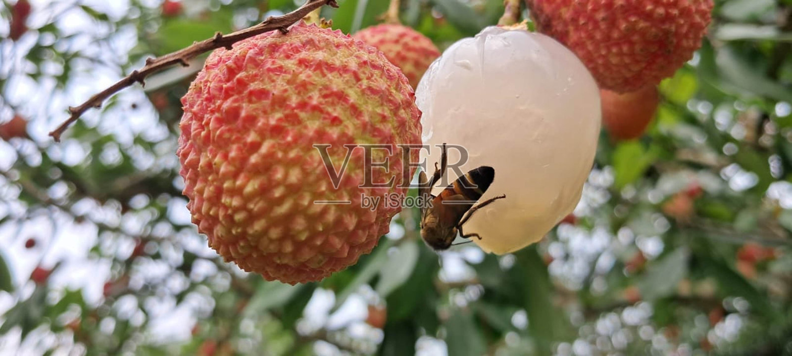 剥了皮的荔枝挂在荔枝树上，一只蜜蜂坐在上面照片摄影图片