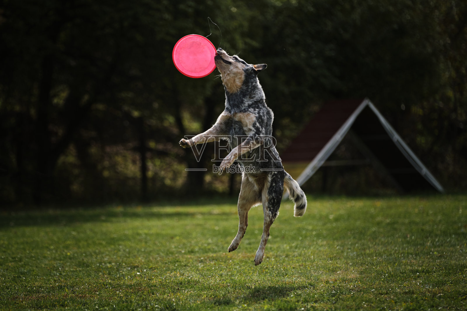 宠物用牙齿咬住磁盘。狗飞盘。一名澳大利亚医生跳得很高，用嘴抓住飞行中的飞碟。照片摄影图片