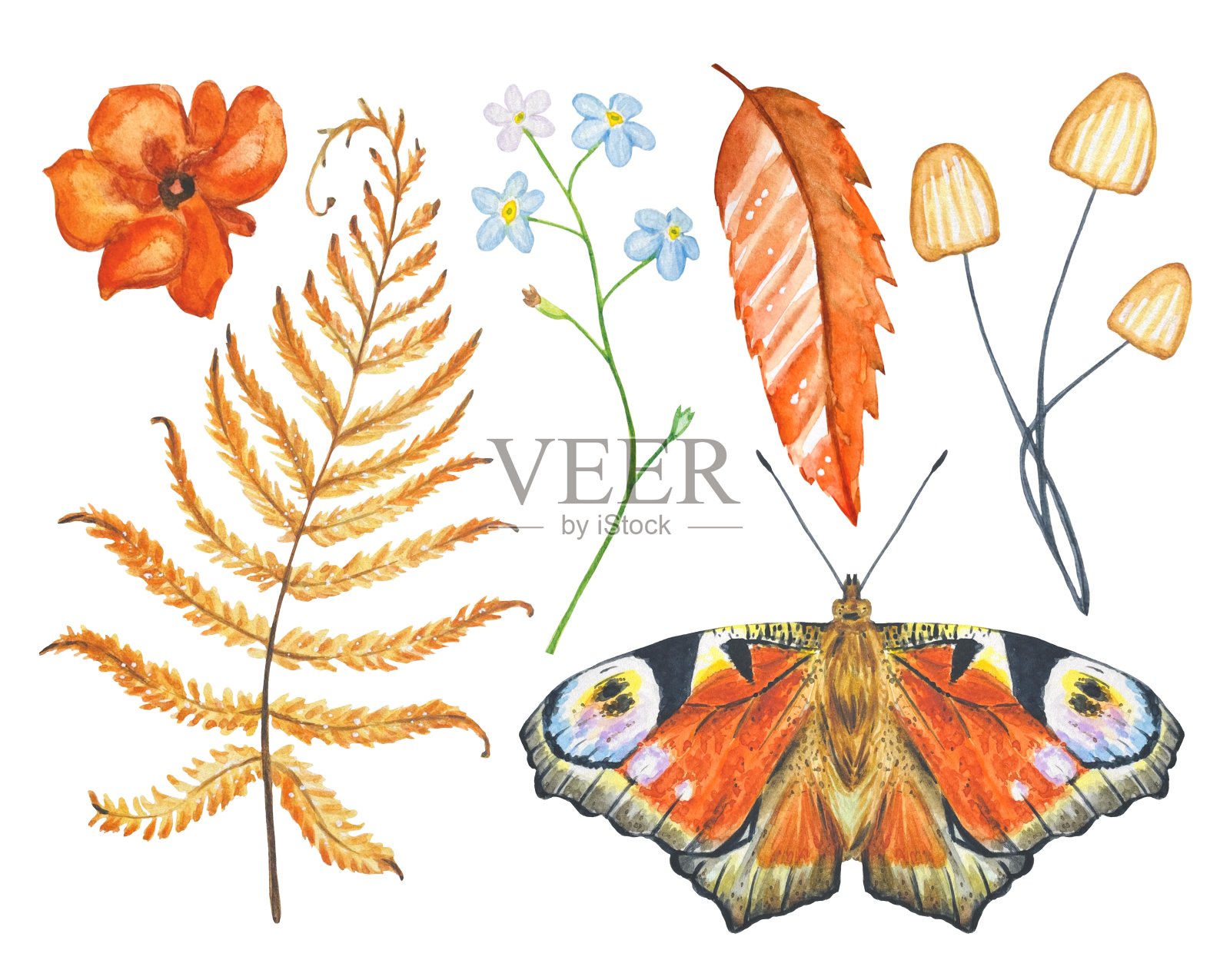 森林设置有水彩画的树叶、花朵、蘑菇、蝴蝶插画图片素材