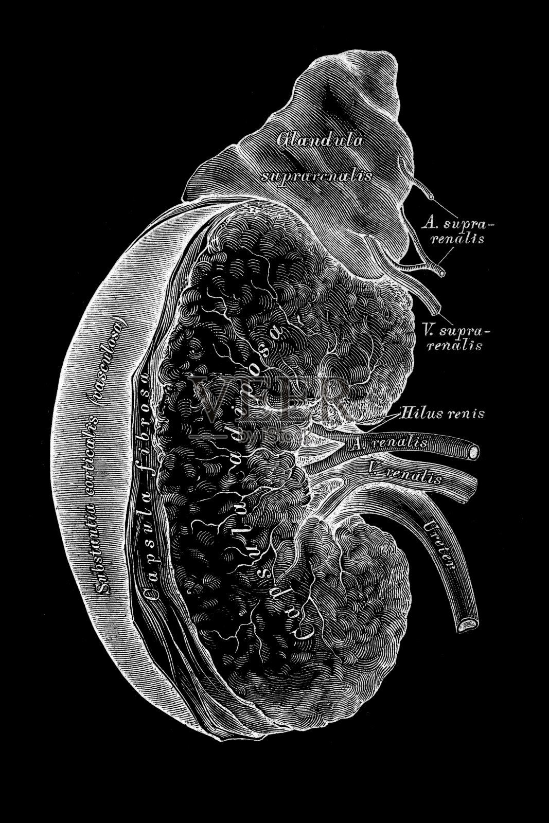 右肾和肾上腺插画图片素材