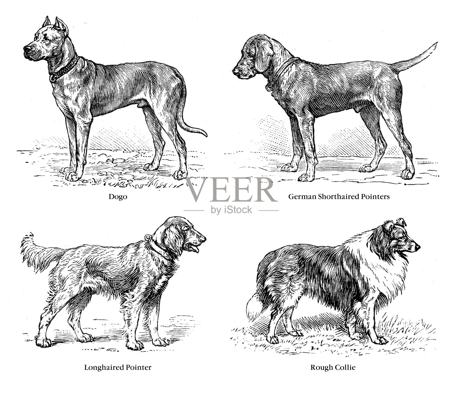 德国品种的狗插图1899设计元素图片