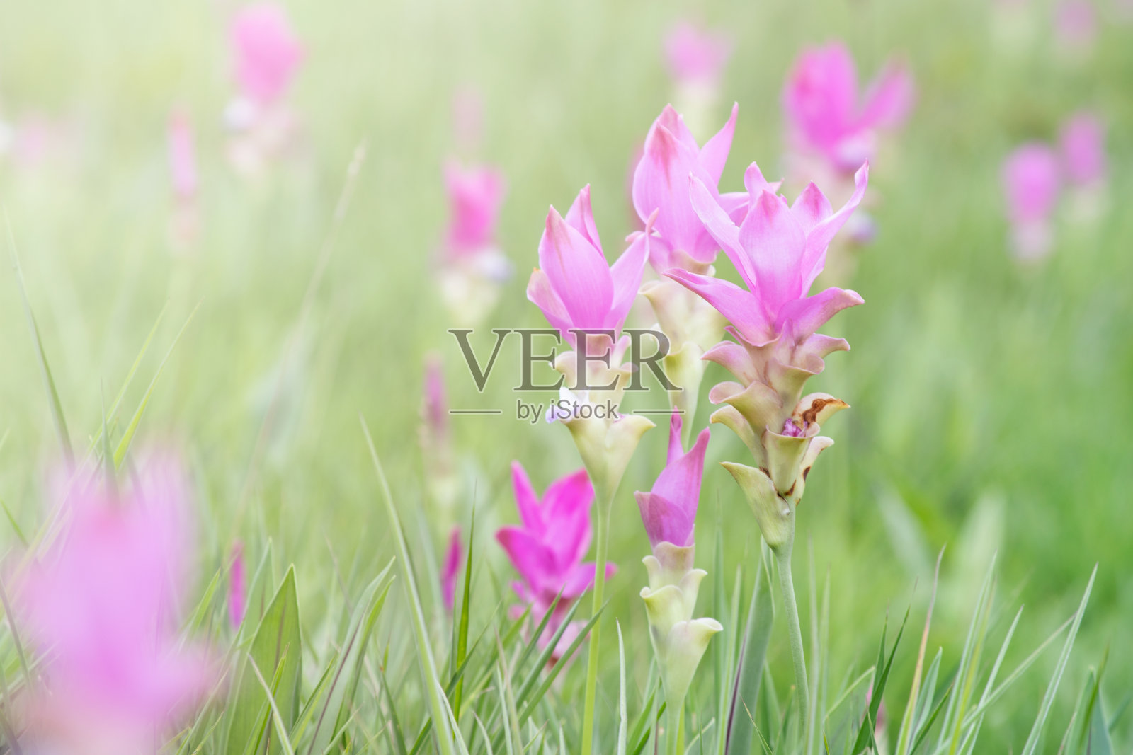 关闭美丽的克拉朱花，或暹罗郁金香在模糊的自然背景照片摄影图片