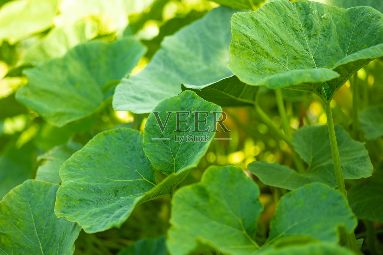 绿色的树叶照片摄影图片