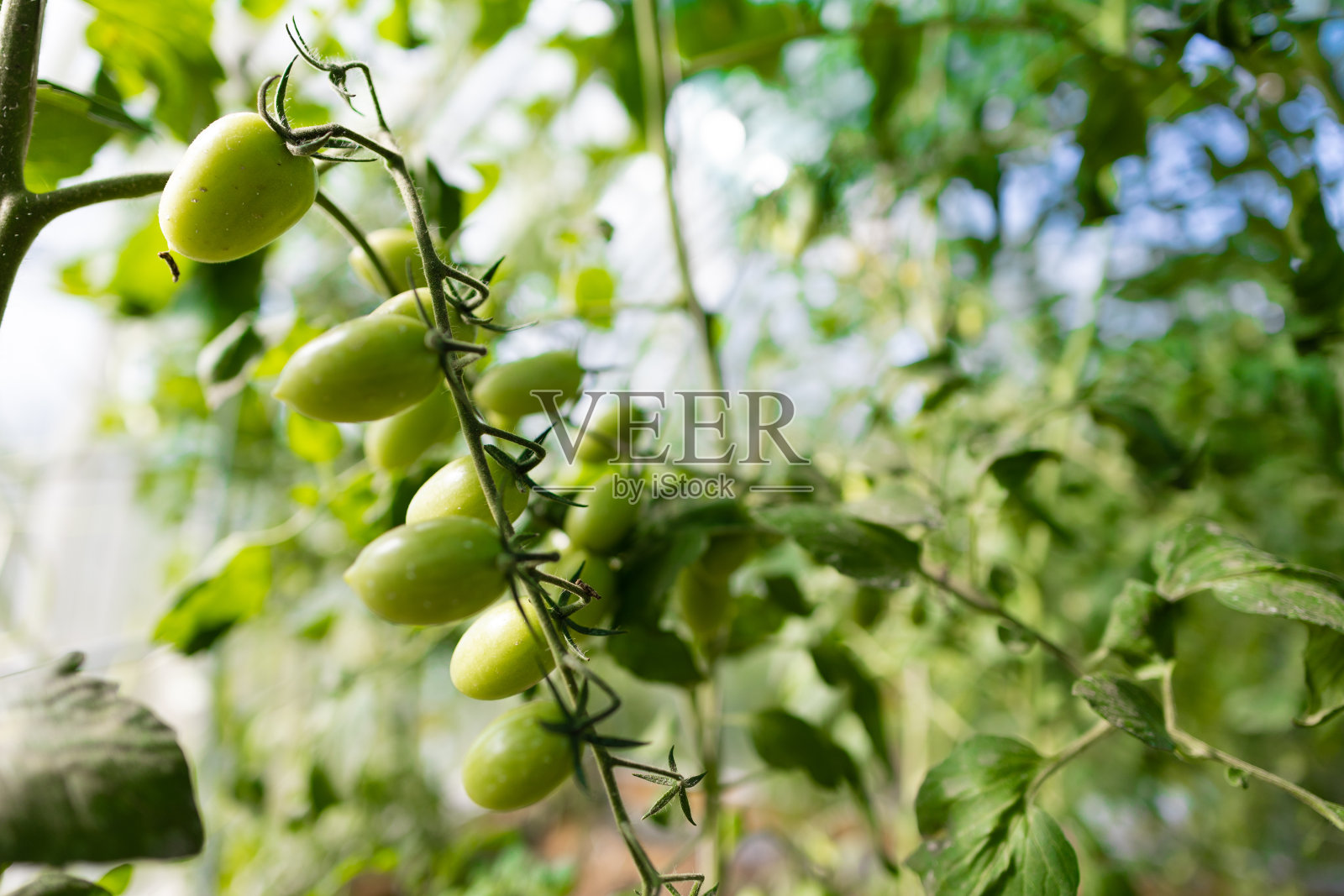 温室番茄照片摄影图片