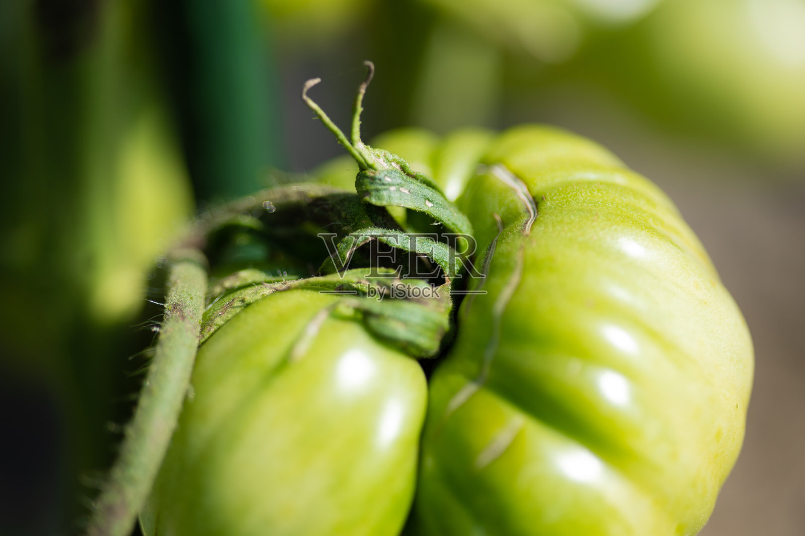 温室番茄照片摄影图片