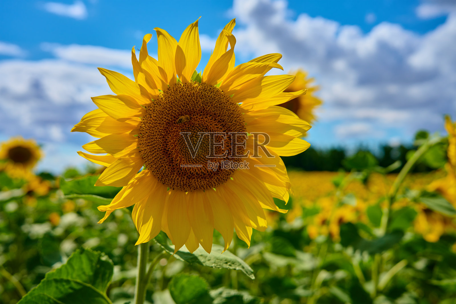 夏日盛开的向日葵田照片摄影图片