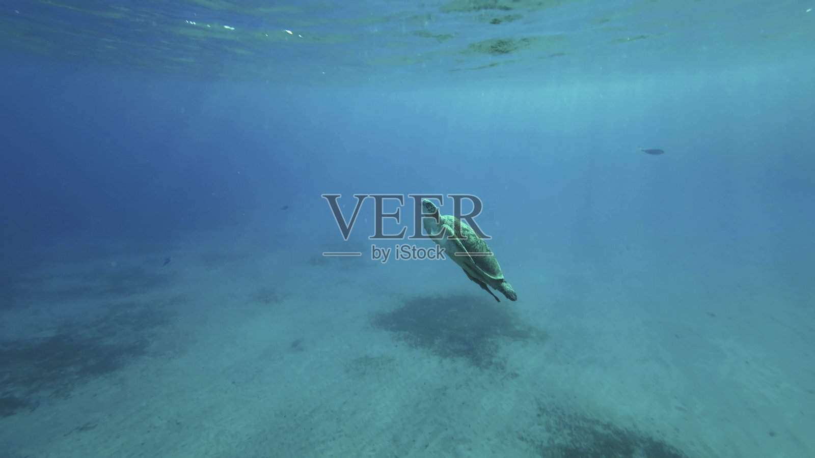 绿海龟在红海蓝色海洋中畅游（埃及）照片摄影图片