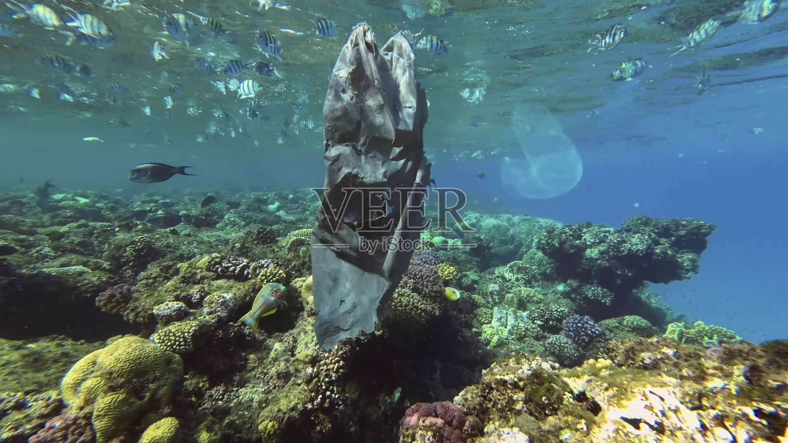 红海珊瑚礁上，古老的黑色塑料袋与殖民地火体虫一起漂流，附近有鱼群游动照片摄影图片