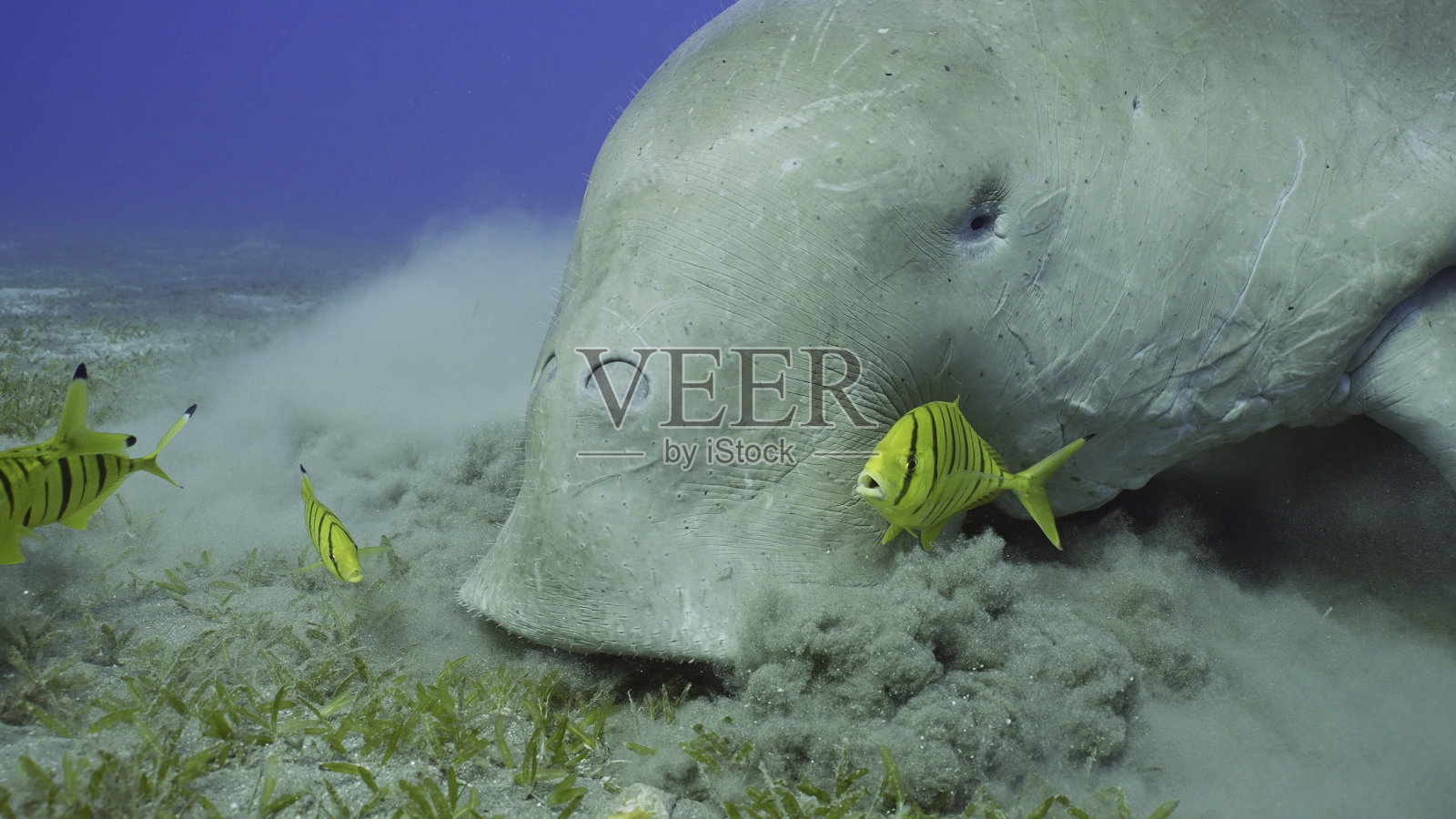 海牛（儒艮）与成群的鲹鱼在埃及红海觅食海草照片摄影图片