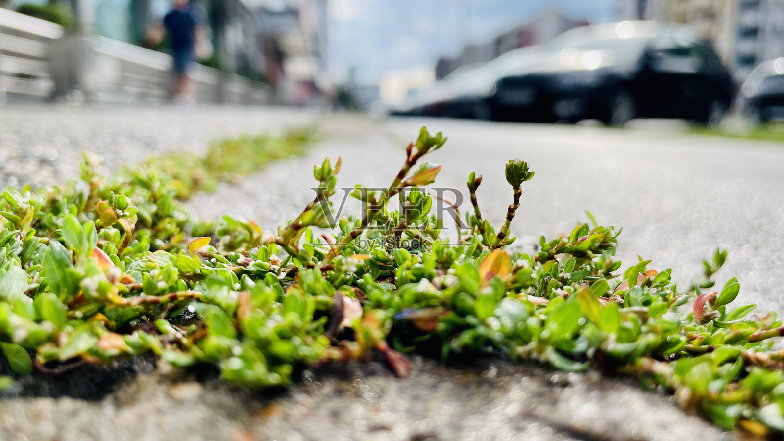 诺维萨德雨后照片摄影图片