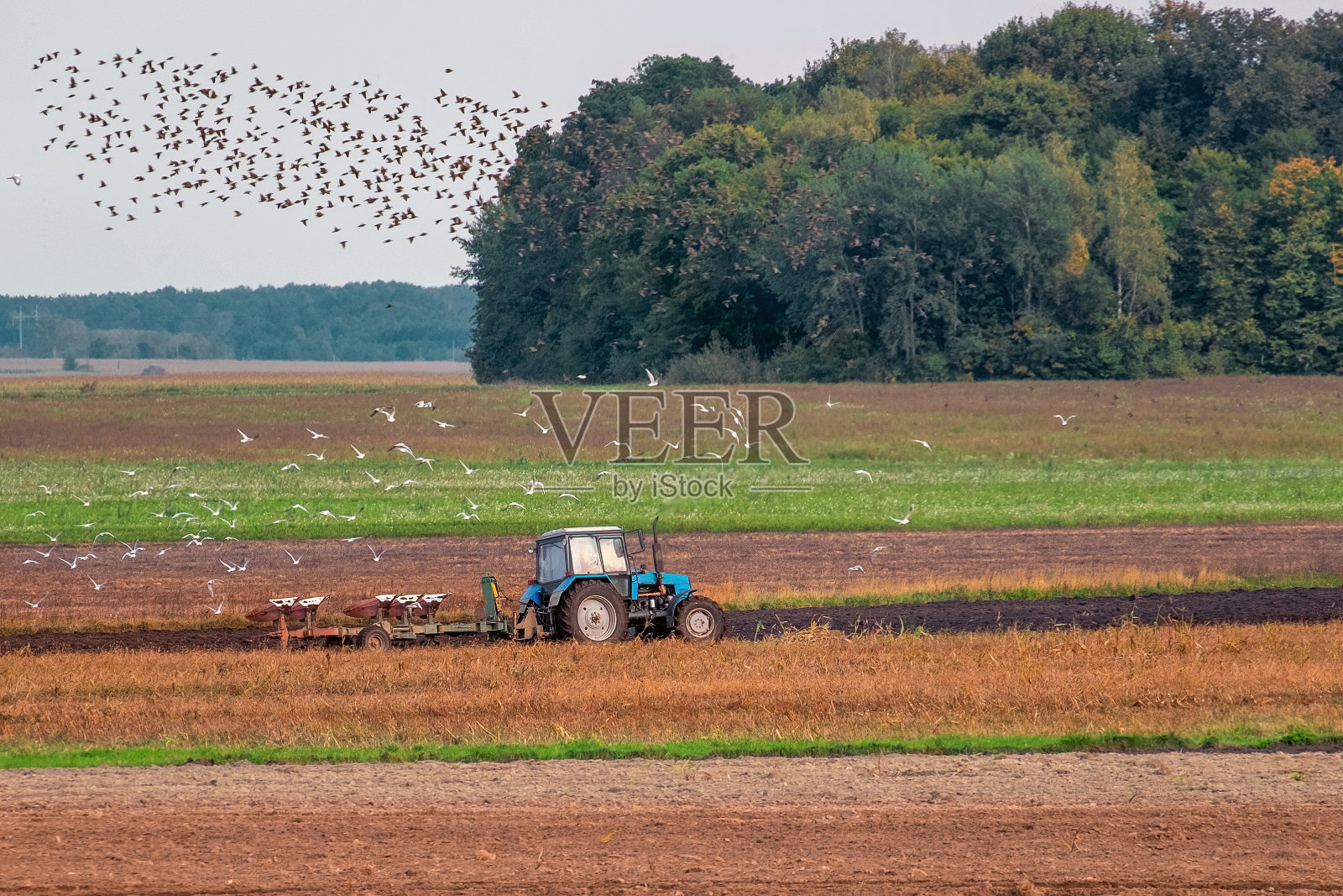 拖拉机耙耕土壤，田园风光背景。拖拉机耕地。拖拉机在农田里犁地。土壤耕作。照片摄影图片
