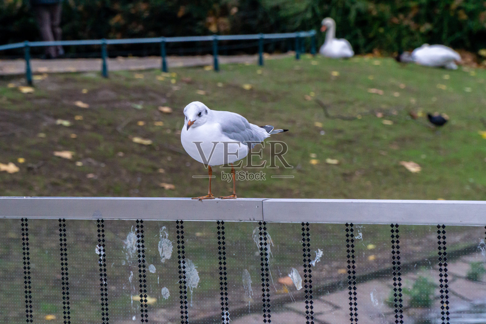 城市里金属栅栏上的海鸥照片摄影图片