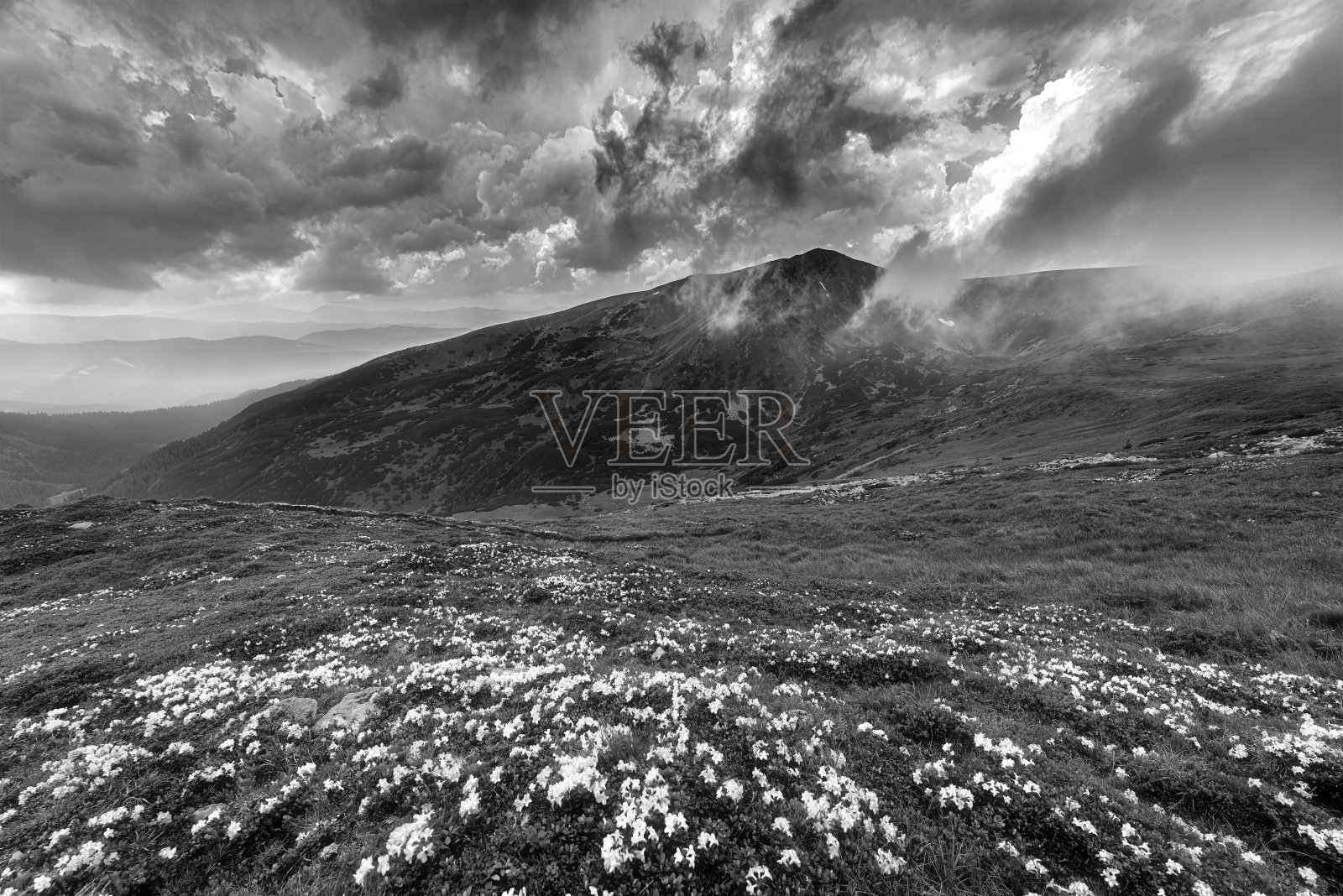 在Brebeneskul山的衬托下，山上的草地上开着粉红色的花，海拔2,035米。阴天盛开的杜鹃花。喀尔巴阡山脉，乌克兰。照片摄影图片