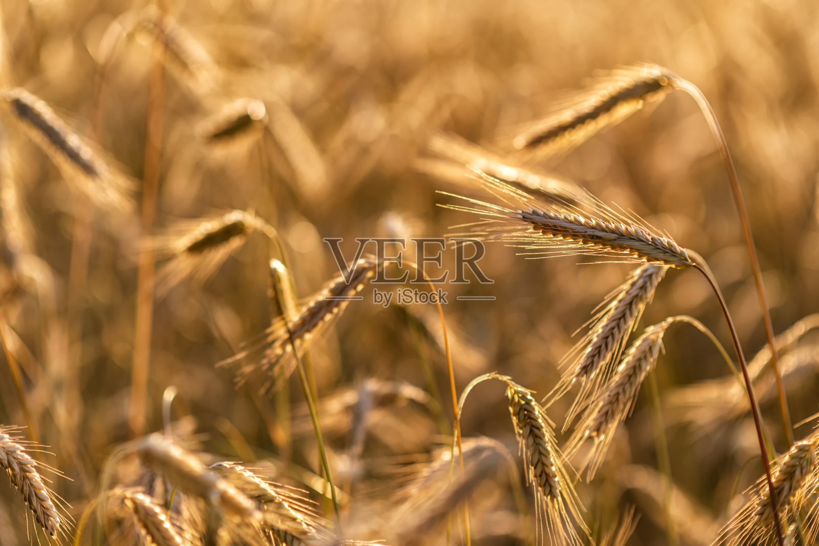 欧洲田地里的谷物照片摄影图片