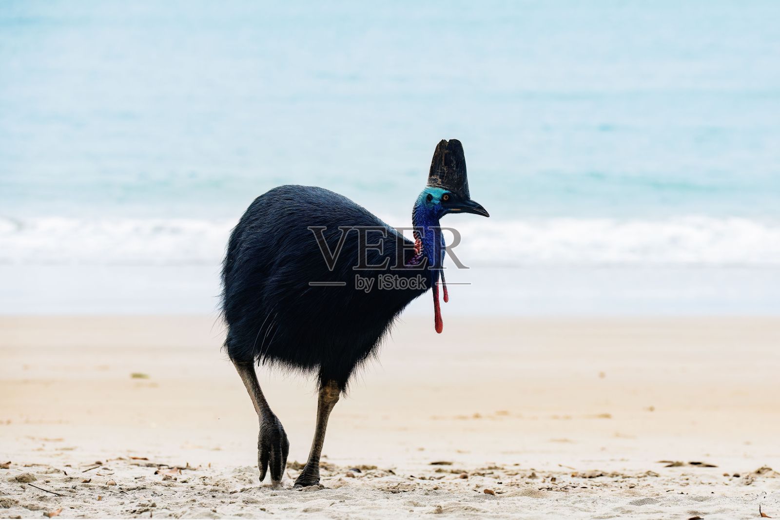 雄伟的食火鸡鸟在沙滩上散步照片摄影图片