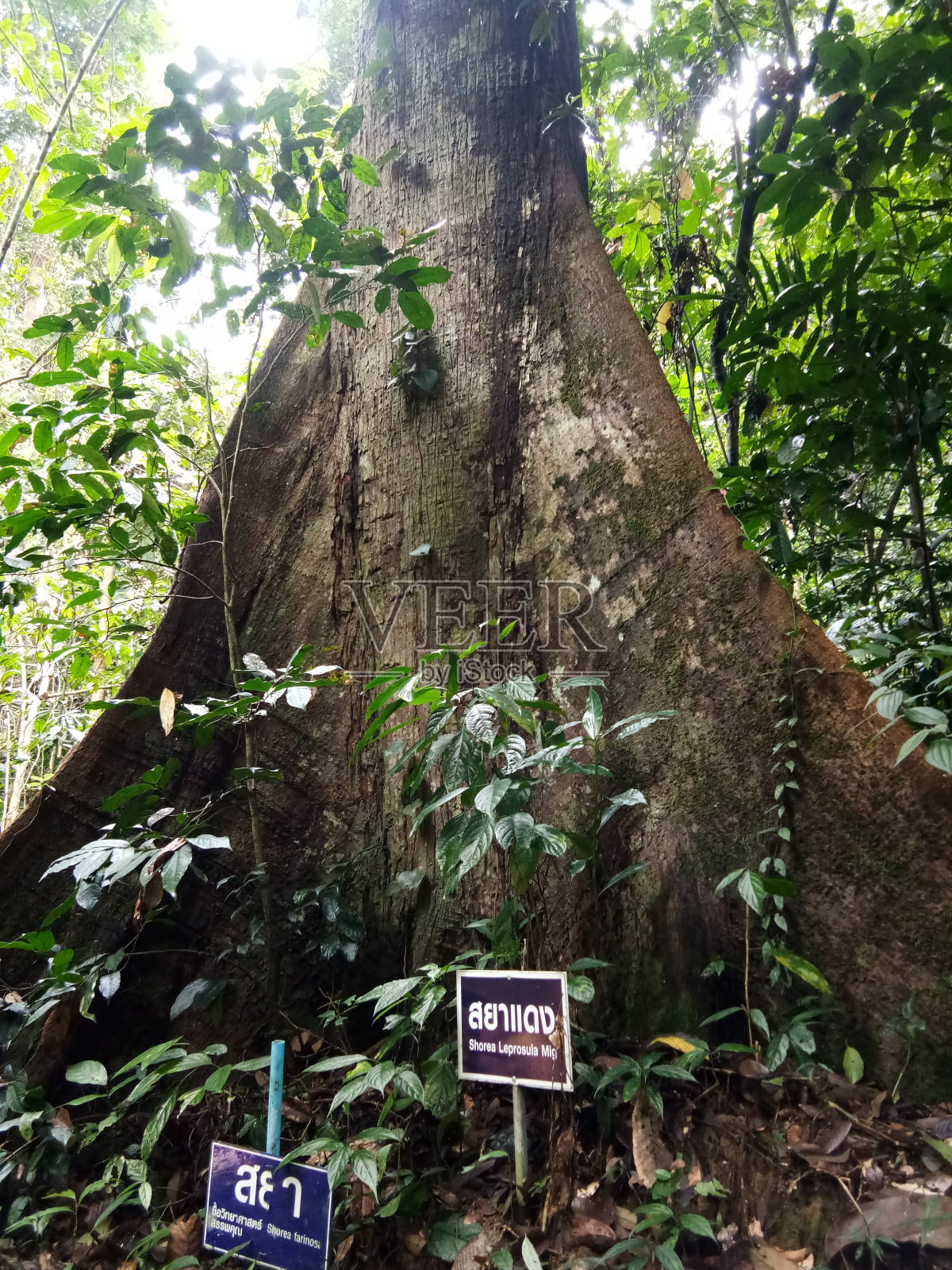 泰国森林里的一棵大树照片摄影图片