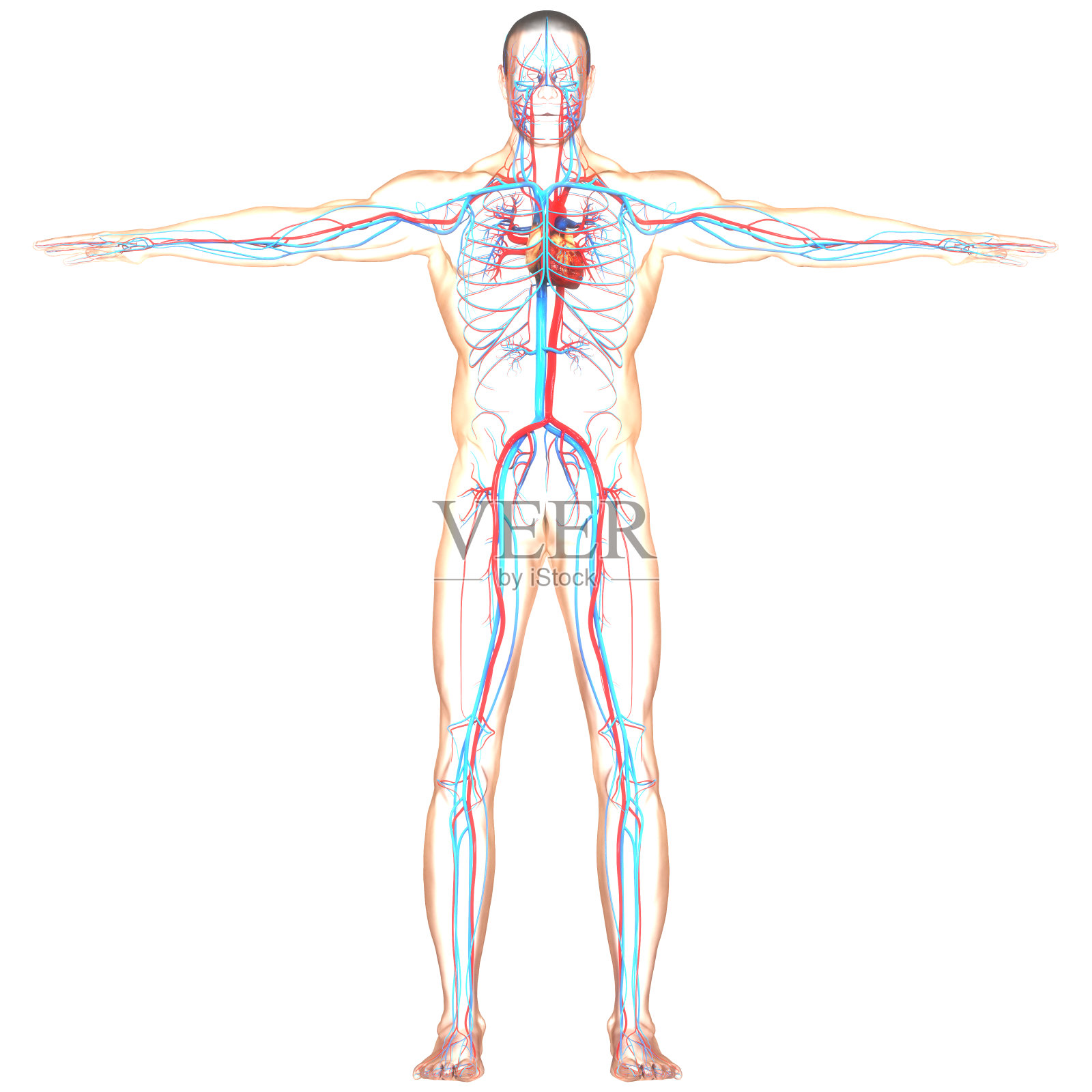 人体循环系统心脏解剖照片摄影图片