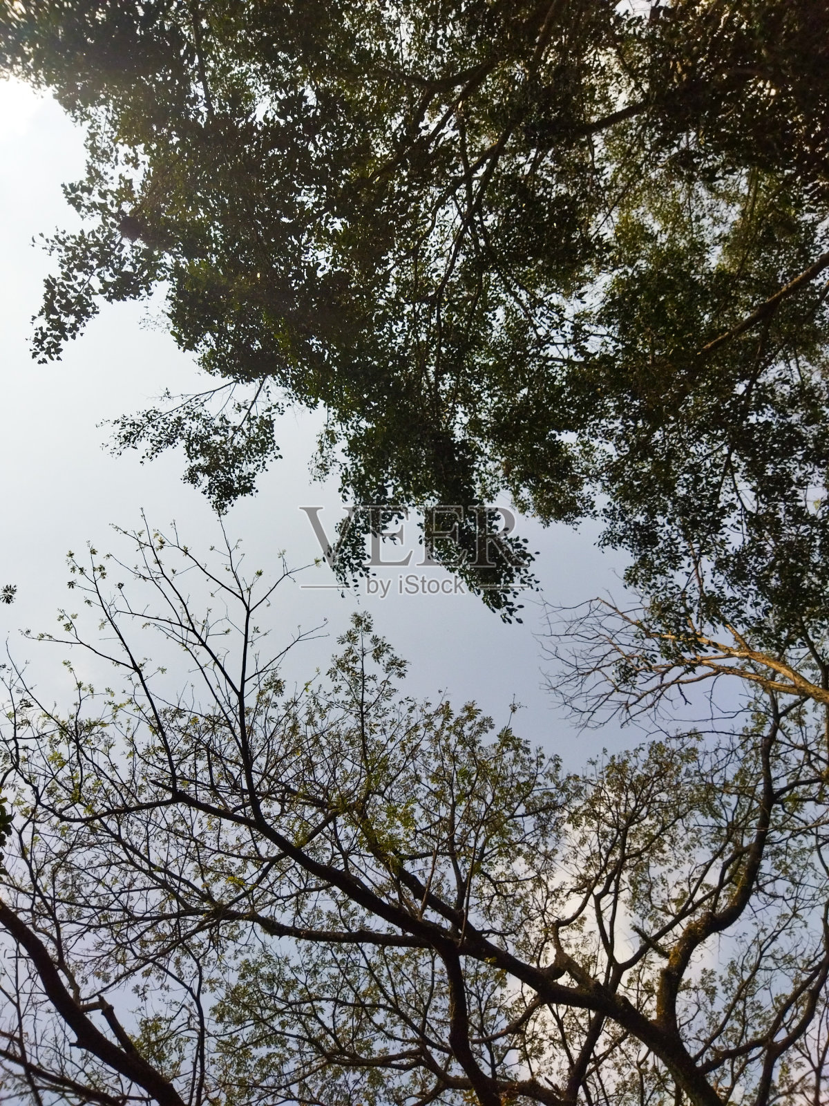落叶树在夏天以晴朗的天空为背景，姿态优美照片摄影图片