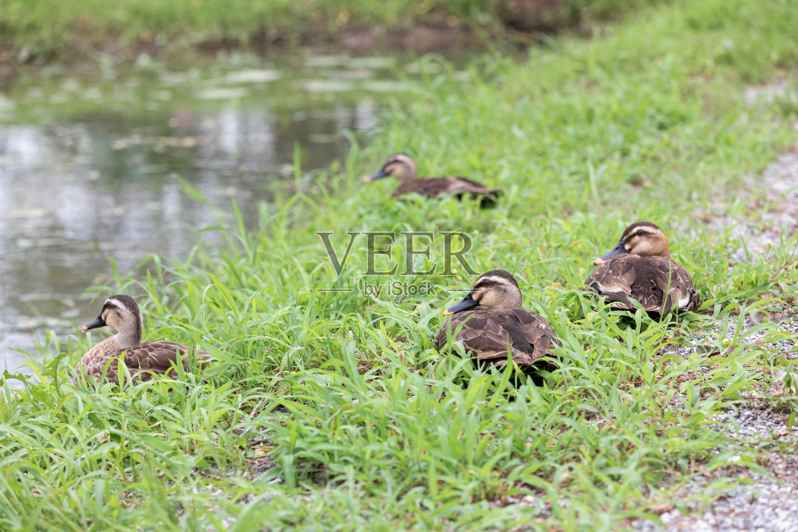 东部斑嘴鸭在水边休息。中国斑嘴鸭。照片摄影图片